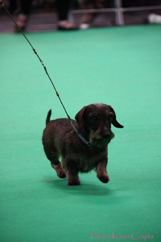 Crufts2011_2 1502.jpg